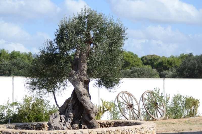 Villa Arneide Bed And Breakfast Torre Lapillo Exterior foto